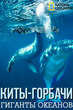 National Geographic. Киты-горбачи: гиганты океанов - смотреть онлайн