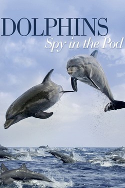 Дельфины скрытой камерой  - смотреть онлайн