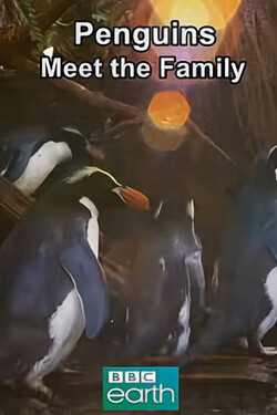 BBC: Знакомьтесь: пингвины - смотреть онлайн