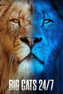 Большие кошки днём и ночью - смотреть онлайн
