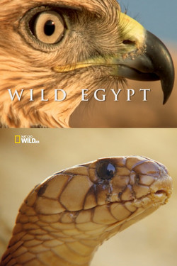 Дикий Египет - смотреть онлайн