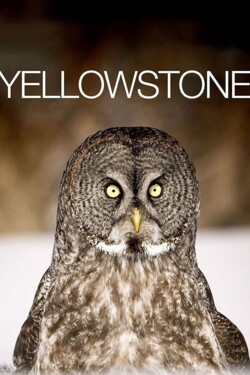 Йеллоустоун. Суровая зима - смотреть онлайн